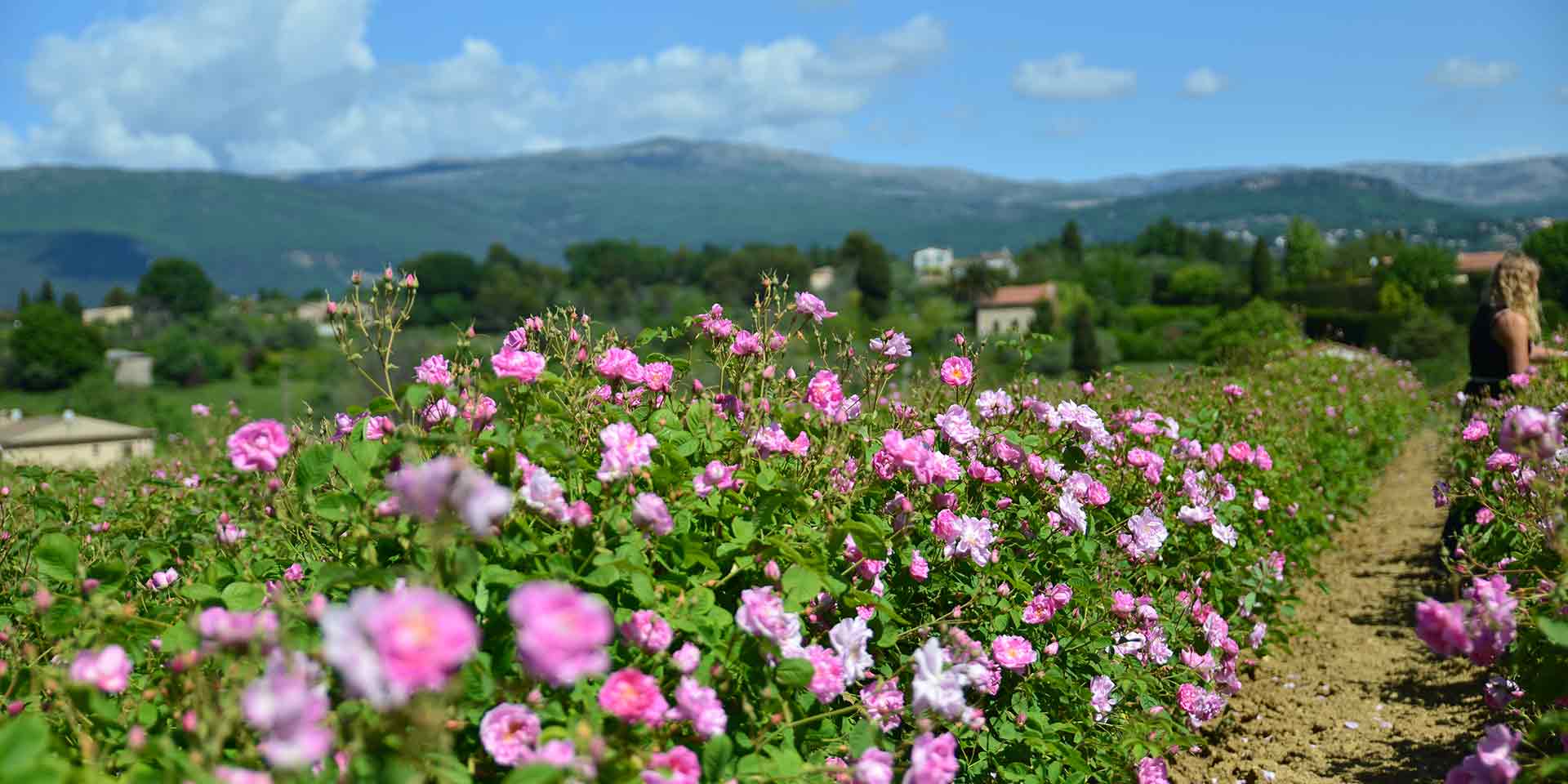 Champs de fleurs à Grasse
